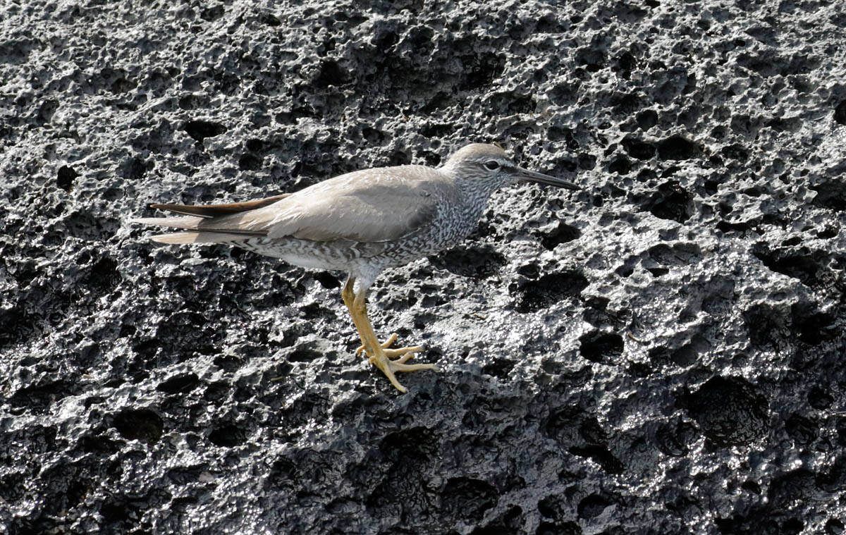 Wandering Tattler